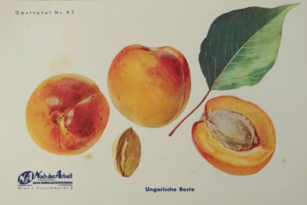 Alter Druck von 1939 - Obsttafel Nr. 85 - Ungarische Beste